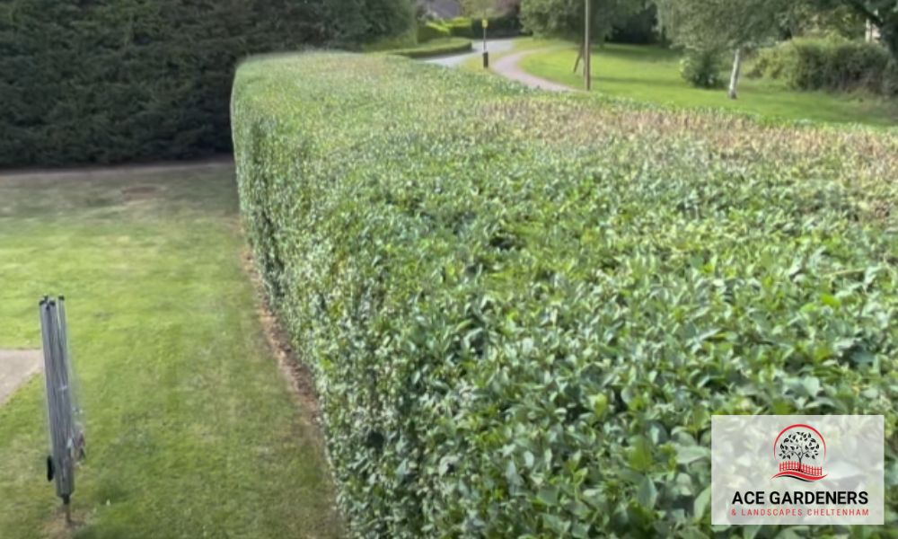 Cheltenham Garden Maintenance GL50