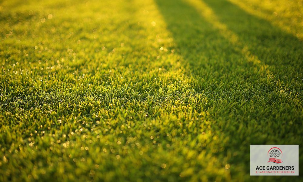 GL50 Cheltenham Lawn Care