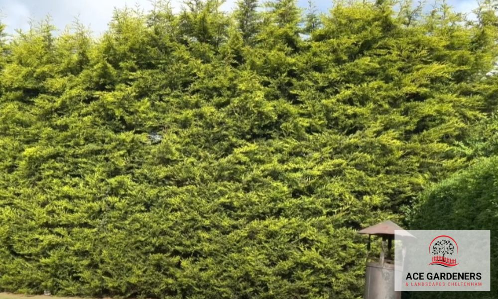 Garden Maintenance Cheltenham GL50