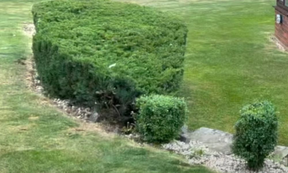 Lawn Care Cheltenham