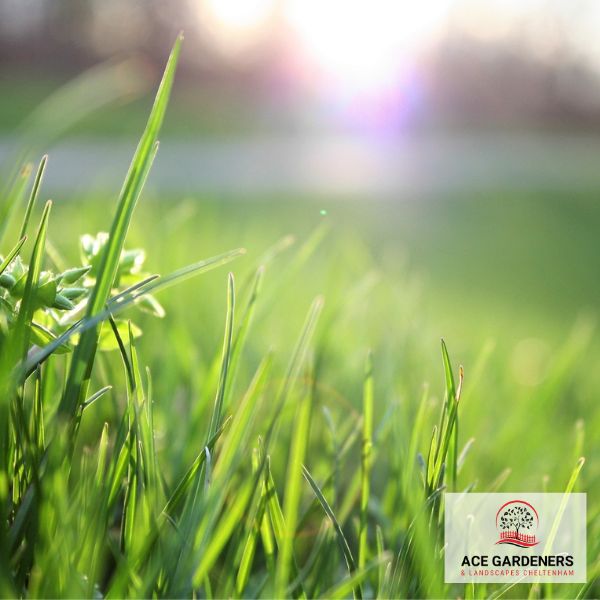 Lawn Care Cheltenham GL50